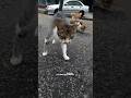 ketua kucing #viral #shorts #shortsvideo