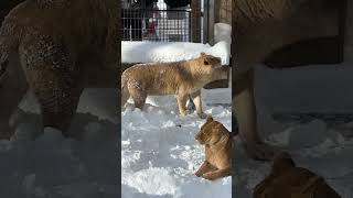 雪原のライオン　冬の旭山動物園 / Lion in Asahiyama Zoo.