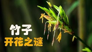 竹子开花是不详征兆？它究竟意味着什么？竹子开花之谜了解一下