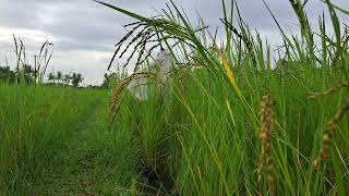 அறுபதாம் குறுவை🌾 அறுவடைக்கு தயாராகிறது🥰🤩😇