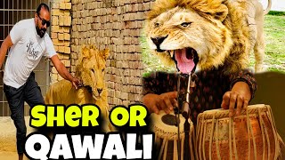 Shera Ka Cage Tyar ❤️Live Qawali k sath kam | Mini Zoo ka Kam Shuru | Bahawalpur | Asif Sheron Wala