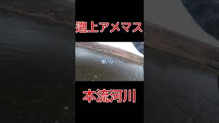 【北海道】メタボな遡上アメマス