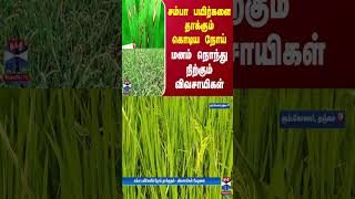 சம்பா பயிர்களை  தாக்கும் கொடிய நோய்... மனம் நொந்து நிற்கும் விவசாயிகள்