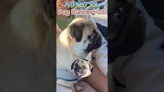 【パグ走り23】Pug Running 23