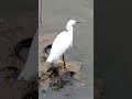 大湖公園小白鷺覓食