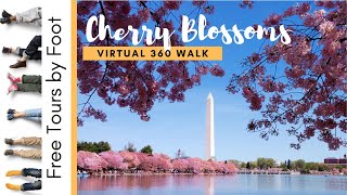 360 Virtual Walk of the 2020 Cherry Blossoms