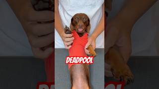 Part 2: Dancing Dachshunds! #minidachshund #deadpool #funny #dog #dance #trend #dachshund #cute