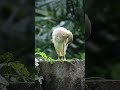 Indian pond heron #shorts