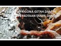 BUDIDAYA TRIGONA : EVALUASI 2 TRIGONA RESIN DAMAR