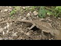 thonda digging a hole u0026 laying eggs garden lizard eggs kavitha tv