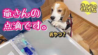 ママも頑張るよ！ふじ爺さんの点滴講習会【ビーグルさつきとポメとシニア猫】