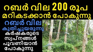 റബറിന് വലിയതോതിൽ വില കയറുന്നു || The price of rubber is going up || Manojnediyackal rubber tapping