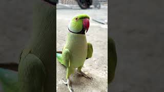 Aye Mithu aye Mitho😍 Cute #voice #talking Parrot #youtubeshorts #viral #parrot #shortvideo