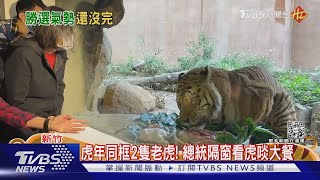 虎年同框2隻老虎! 總統隔窗看虎啖大餐｜TVBS新聞