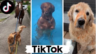 Funny Dogs of TikTok Compilation ~ Doggos Doing Funny Things TIK TOK ~ 2020