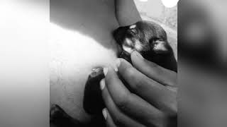 Mujer Amamantando Cachorro