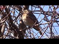 【人気の野鳥】ハチジョウツグミ ツグミとの比較 野鳥観察 野鳥動画 naumann s thrush bird watching 可愛い 珍しい レア