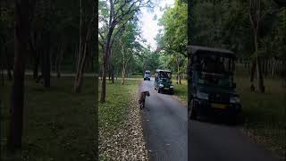 Kabini Jungle Safari | Tiger Sight | Wild Karnataka | Naveen Raki |