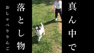 チワワのりんご～ブサ可愛いおしゃべり犬～　公園の真ん中で犬の落とし物禁止です！！踏まんように気をつけやー！