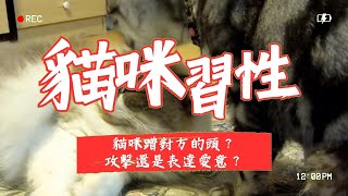 【新手養貓】 爲什麽貓咪拿頭蹭對方的頭？攻擊還是表達愛意？#養貓知識  #養貓新手  #貓咪 #subscribe