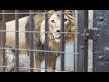 ラージャー君のお食事タイム　野毛山動物園　2016.4.5