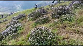 മൂന്നാർ മലനിരകളിൽ നീലകുറിഞ്ഞിപൂത്തു munnar neelakurinji 2022