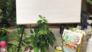 Growing Trees & Shrubs with Edible Leaves | LIVESTREAM