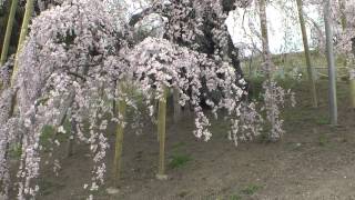 三春　滝桜満開！　2014年4月21日　00179