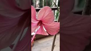 #hibiscus stem growing in water #hibiscus