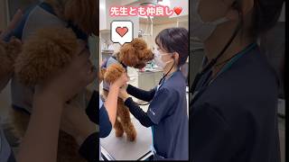 【スタッフの🐶もワクチン】和気あいあいの診察台で緊張感0⁉️のトイプーさんが可愛い🩷