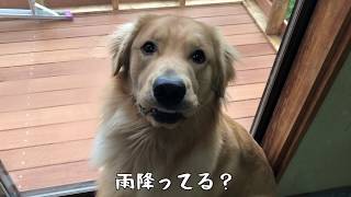 お散歩に行きたいベンツと、そうでもない飼い主の攻防。外は雨。