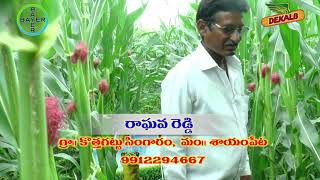 DEKALB8171 WARANGAL