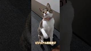 妹猫がお気に入りの○○を持ってきたので一緒に遊びました