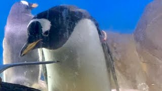 ジェンツーペンギンの呼吸 全集中 パーフェクト シンクロin南知多ビーチランド