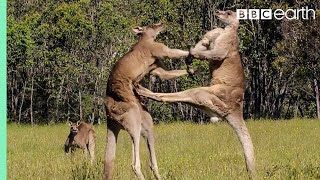 Download Kangaroo Boxing Fight | Life Story | BBC Earth mp3