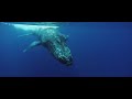 whale season in maui with trilogy