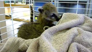 baby coatis #3