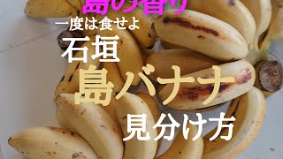 島バナナの見分け方