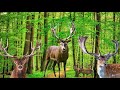 Introduction to deer and their habits #animal #deer #thegioidongvat #tgdv #animal-5.0