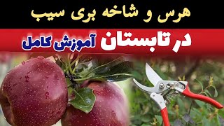 روش هرس و شاخه بری سیب در تابستان | آیا در فصل تابستان سیب را هرس کنم یا نه؟ apple Green pruning