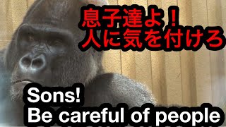 🦍Momotaro is worried about his sons getting too close to humans🌸モモタロウは人間に近づき過ぎの息子達が心配である【京都市動物園】