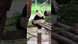 太可爱了 无忧无虑的生活真好 #大熊猫 #熊猫 #panda