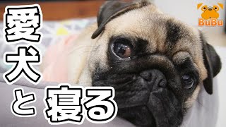 愛犬と一緒に寝てみたら…【パグ犬BuBu】