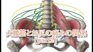 【さいたま市　腰痛　坐骨神経痛　整体】大腰筋とお尻の痛みの関係(part2)