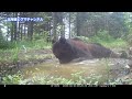 水溜りに浸かりに来たヒグマ　ヒグマも暑い！　brown bear trail camera　hunting camera　北海道ヒグマチャンネル　ヒグマ　羆　トレイルカメラ　クールダウン