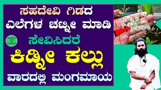 ಹೀಗೆ ಮಾಡಿದರೆ ಕಿಡ್ನಿ ಕಲ್ಲುಗಳು ಕರಗಿ ಹೋಗತ್ವೆ | Kidney Kallu | How to Remove Kidney Stones in Kannada