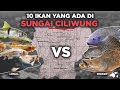 MIRIS? 10 IKAN YANG ADA DI SUNGAI CILIWUNG INDONESIA