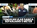 Warga Jurang Mangu Barat Geger Temukan Ular Sanca Sepanjang 3 Meter sedang Berdiam di Saluran Air