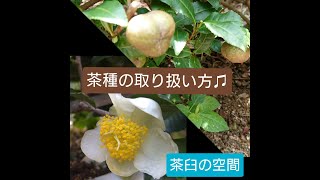 茶種の取り扱い方