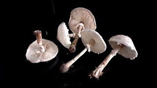 How To Tell The Difference Parasol Mushroom Vs Shaggy Parasol Mushroom Wild Fungi Foraging Bushcraft